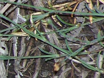 Petrorhagia saxifraga